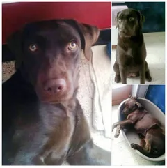 Chien perdu Labrador-Retriever