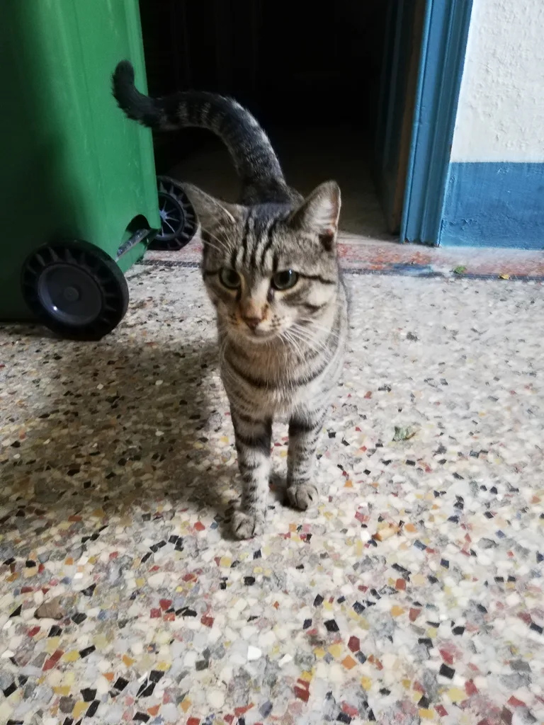 Chat trouvé