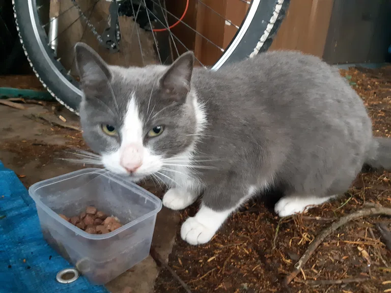 Chat trouvé
