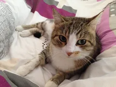 Chat perdu Européen
