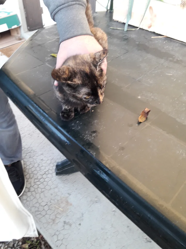 Chat trouvé