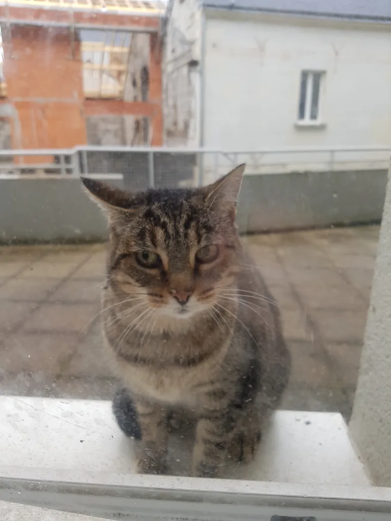 Chat trouvé