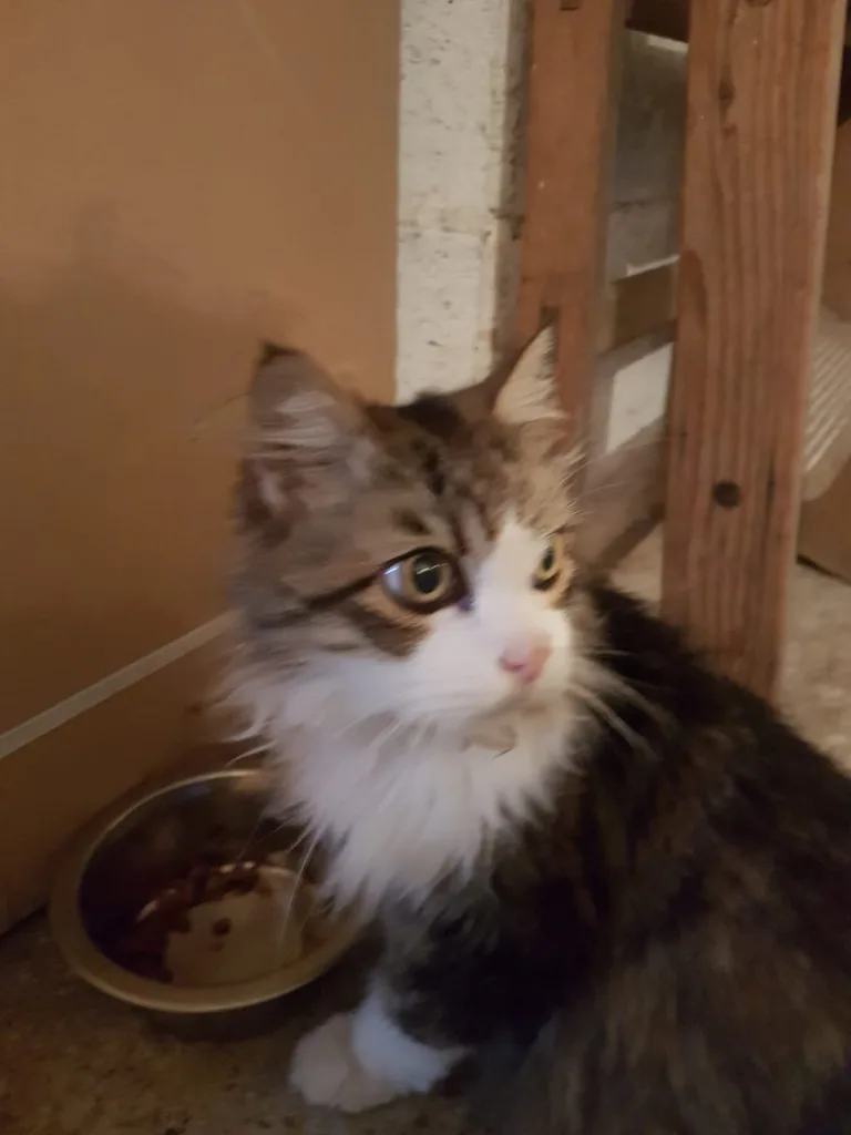 Chat trouvé
