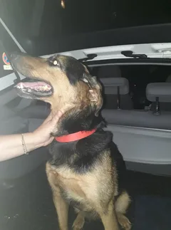 Chien trouvé Berger Allemand