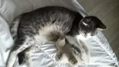 Chat perdu Européen