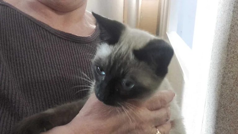 Chat trouvé