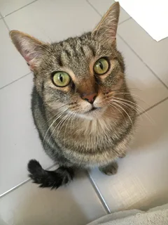 Chat trouvé Européen