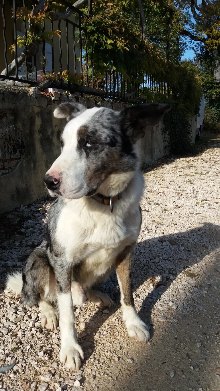 IDOG