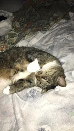 Chat perdu Européen