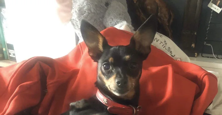 Pedro