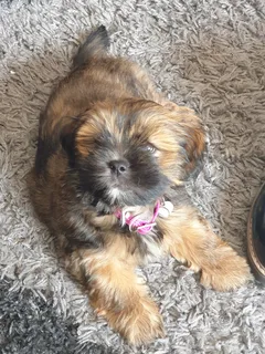 Chien perdu Lhassa Apso
