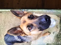Chien trouvé Berger Allemand