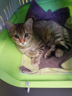 Chat trouvé Européen