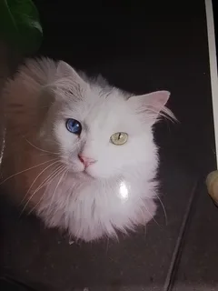 Chat perdu Angora Turc