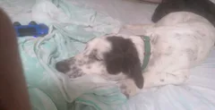 Chien perdu Croisé