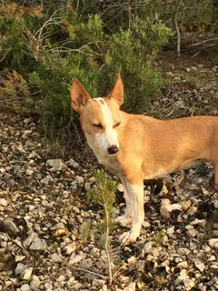 Chien perdu Jack-Russell-Terrier