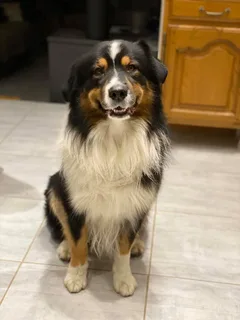 Chien perdu Berger Australien