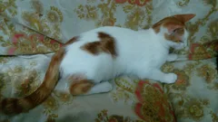 Chat perdu Sans race particulière