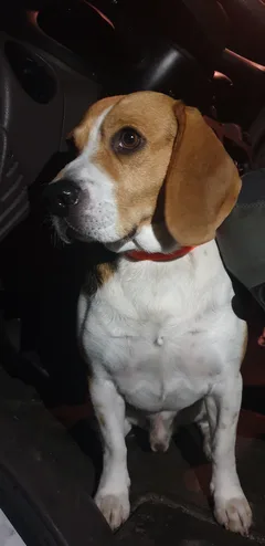 Chien trouvé Beagle