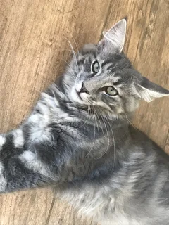 Chat perdu Chat des Forêts Norvégiennes