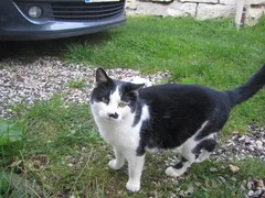 Chat trouvé Sans race particulière