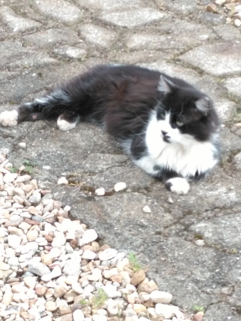 Chat trouvé