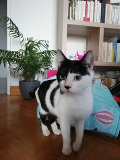 Chat trouvé Croisé