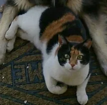 Chat perdu Sans race particulière