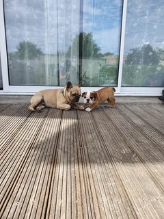 Chien perdu Bouledogue Américain