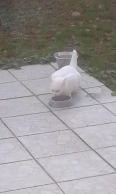 Chat trouvé Européen