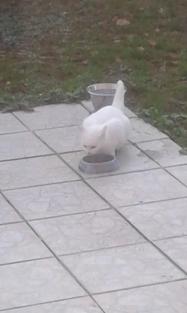 Chat trouvé