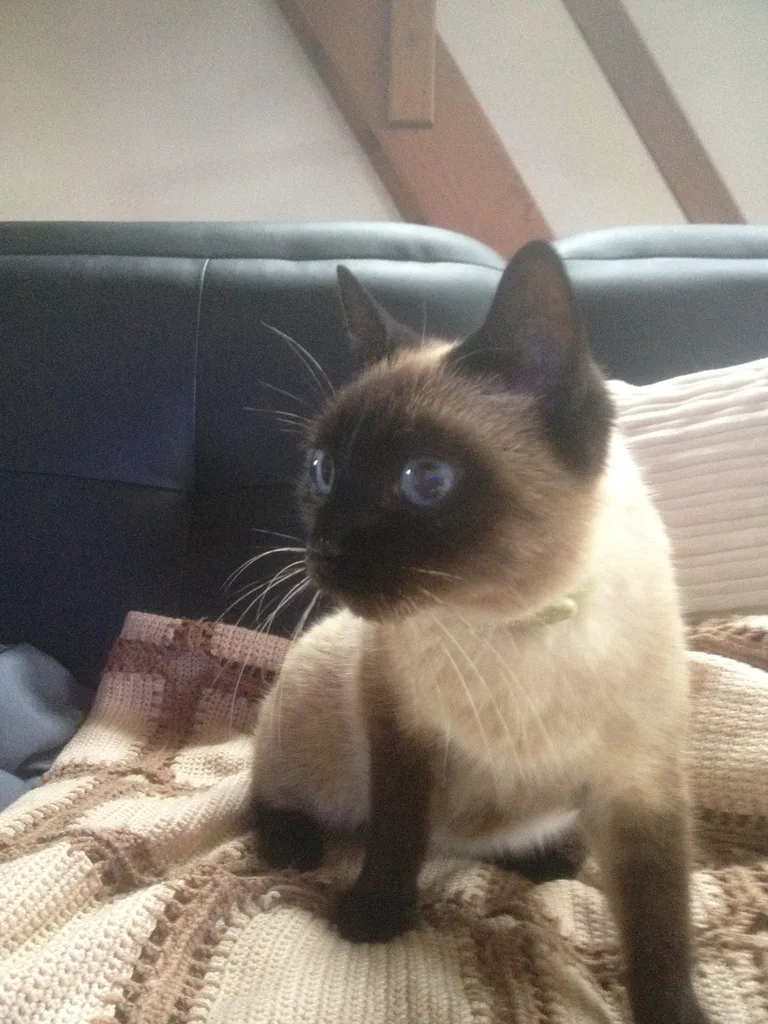 Chat trouvé