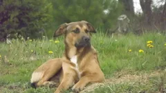 Chien perdu Berger Belge