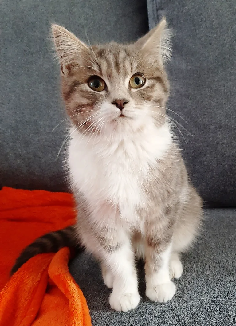 Chat trouvé