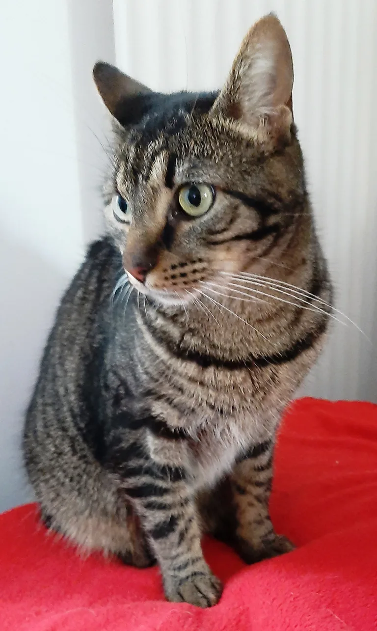 Chat trouvé