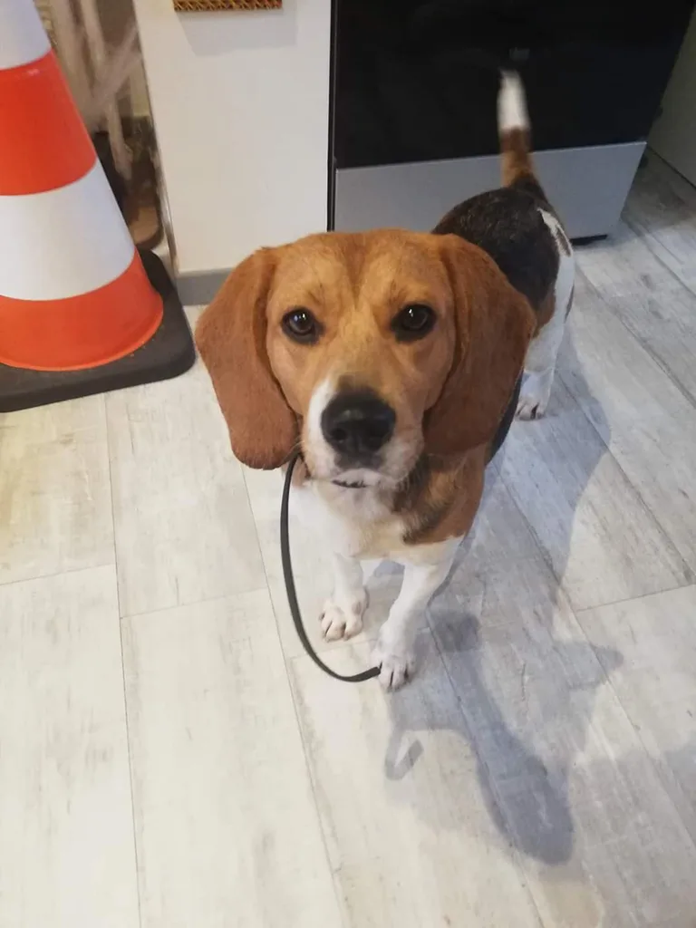 Chien trouvé