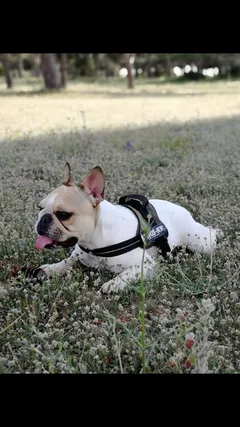 Chien perdu Bouledogue Français