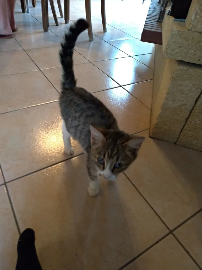 Chat trouvé