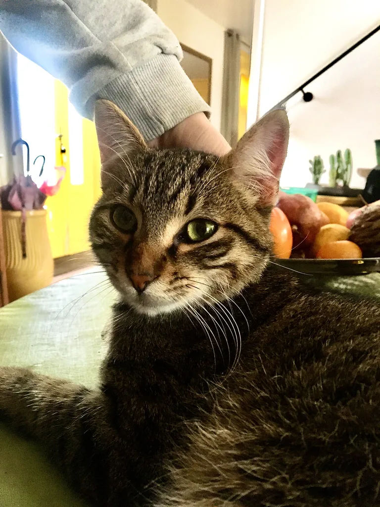 Chat trouvé