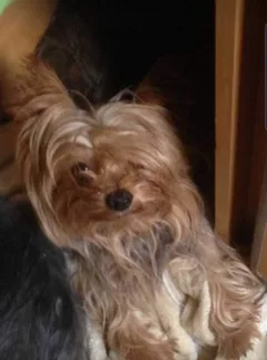 Chien perdu Yorkshire Terrier