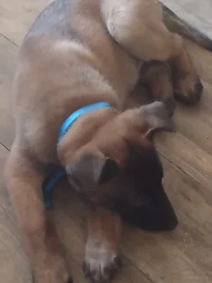 Chien perdu Berger Belge Malinois
