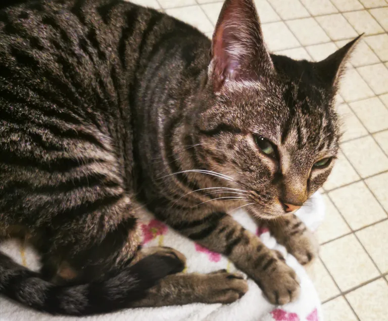 Chat trouvé