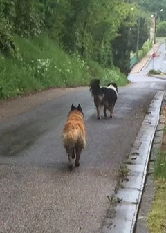 Chien trouvé Berger Belge Tervueren