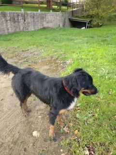 Chien trouvé Bouvier Bernois
