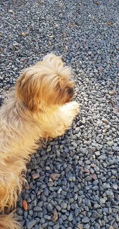 Chien perdu Yorkshire Terrier
