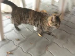 Chat trouvé Européen