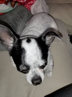 Chien perdu Chihuahua