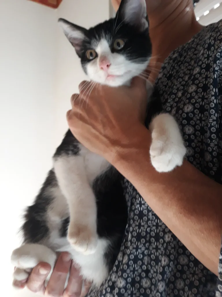 Chat trouvé