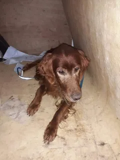 Chien perdu Setter Irlandais