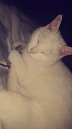 Chat perdu Sans race particulière